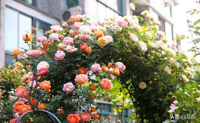 北方庭院耐寒十大爬藤快的花卉,四季常绿耐寒庭院爬藤花卉图片