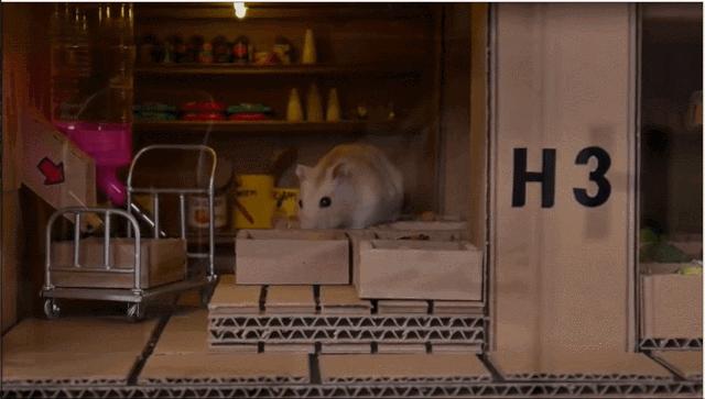 身价300万的仓鼠外网走红！住3层电梯豪宅，丰富娱乐，人不如鼠啊