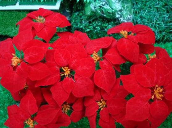 一品红叶子变黄还落叶怎么办,一品红叶发黄什么原因