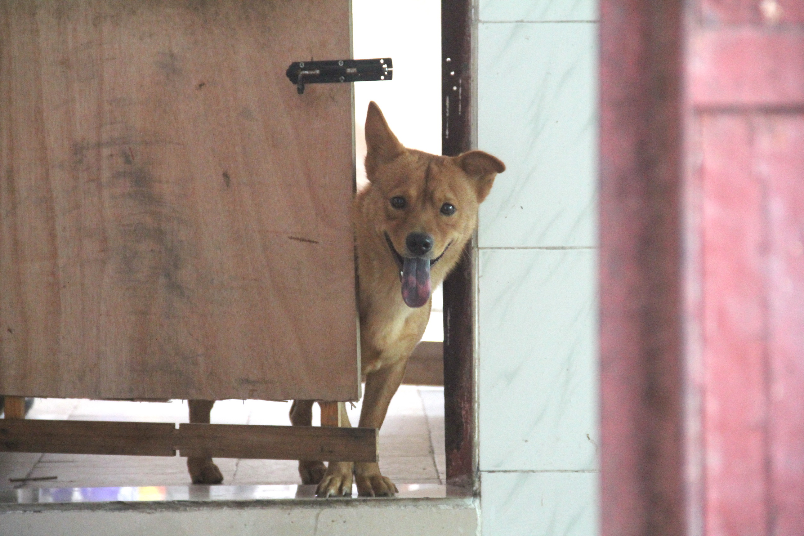 大年初一狗跑到床下不走,大年初一不小心把狗打死了