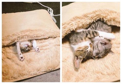猫咪冬天保暖被,猫咪被冻着了该怎么办呀