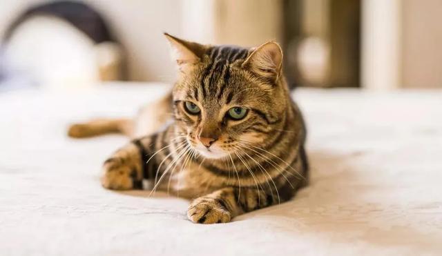 各种猫咪价位,猫咪必买清单及价格