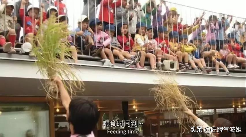 尊重与关爱幼儿,日式幼儿园设计方案