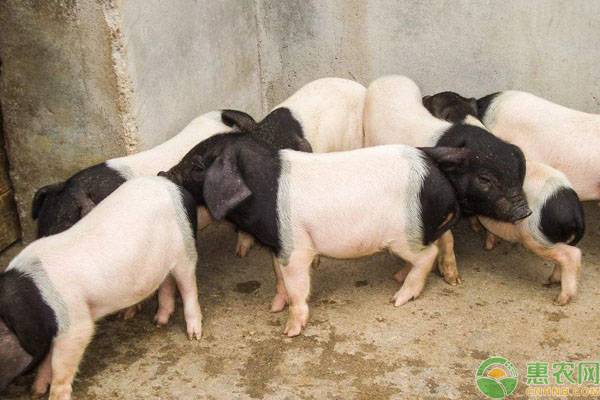 25个濒临灭绝的本土猪品种,本土猪为什么会濒临灭绝