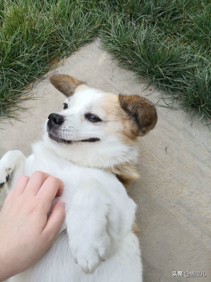 为什么狗社交那么强,狗也有社交圈子吗