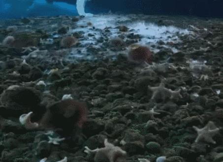 南极深海出现死亡冰柱现象,南极死亡冰柱瞬间冰冻海洋生物