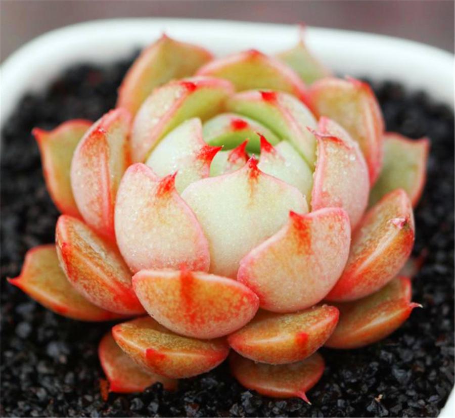 被砍头的多肉伤口晒干能晒太阳吗,多肉砍头后该怎么处理