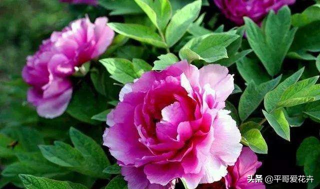 牡丹叶子萎蔫干枯怎么办,春季牡丹芽头萎蔫干枯怎么办