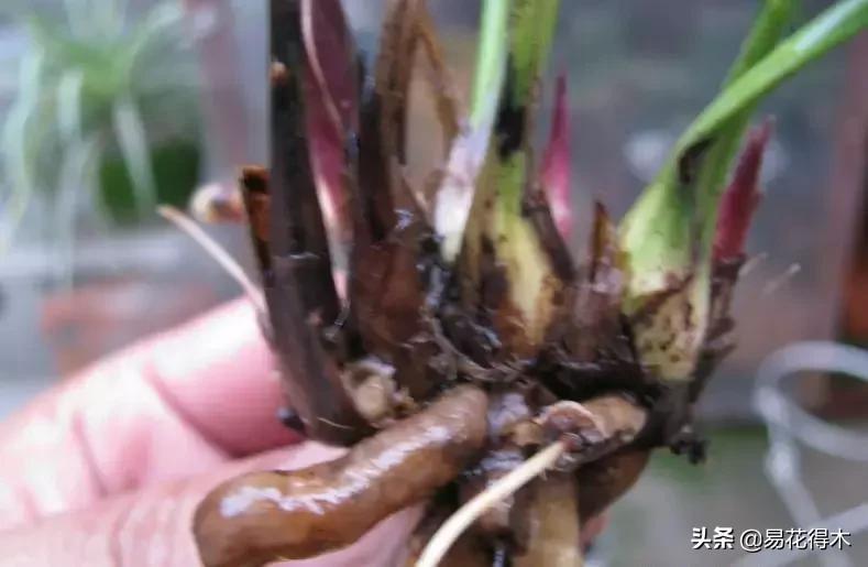 怎样预防兰花得软腐茎腐病,兰花如何预防软腐病和茎腐病