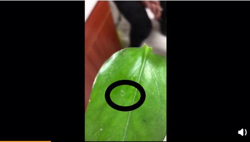 小孩眼睛里长阴虱,4岁小孩睫毛长满阴虱瘙痒难忍