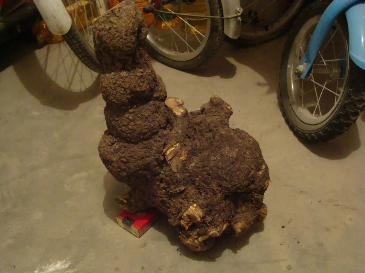 麻梨疙瘩与紫琉璃是一种东西吗,麻梨疙瘩和火琉璃有哪些区别