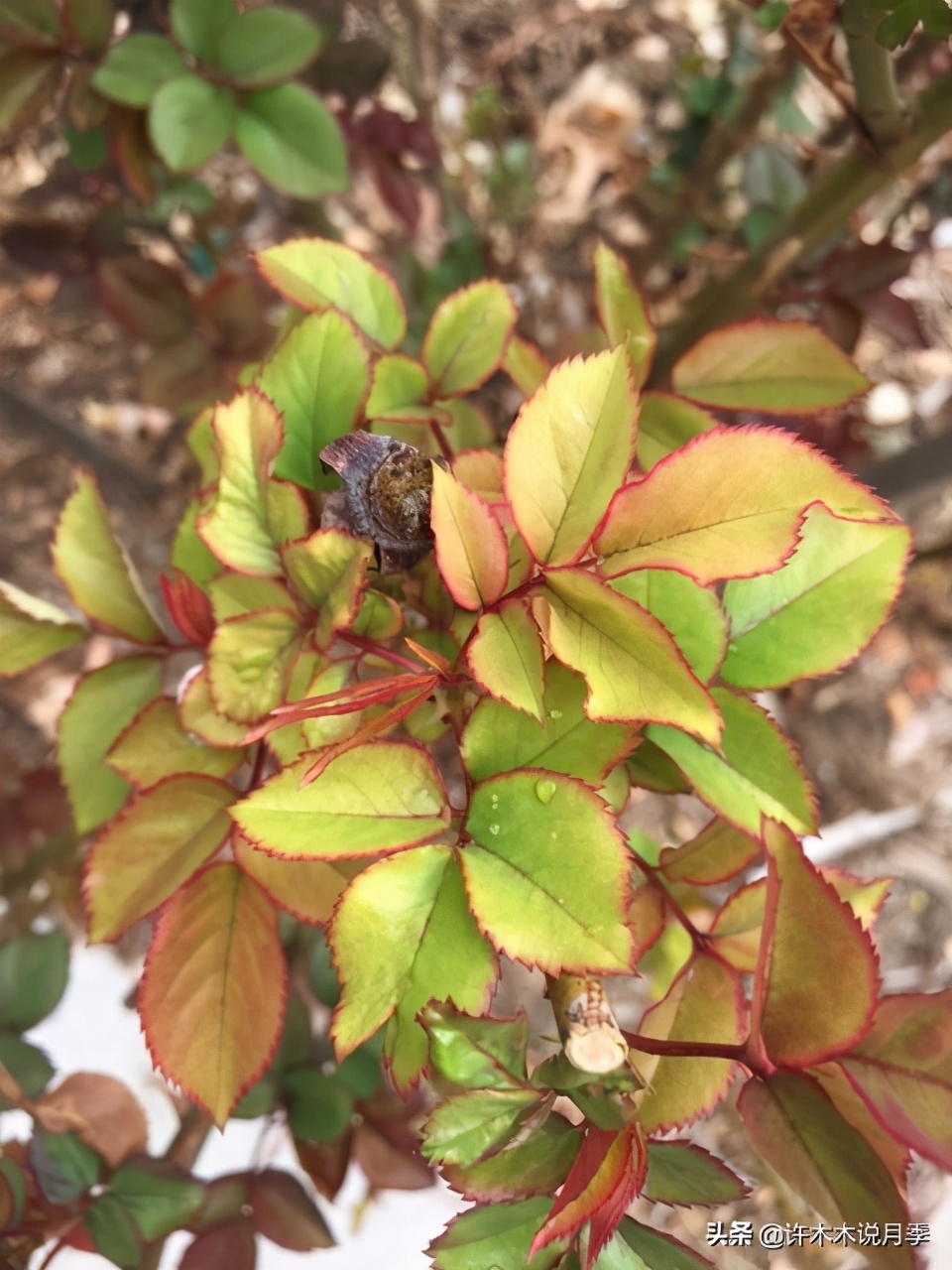 月季春季浇水注意事项图片,养月季注意1点没有黄叶枝繁叶茂