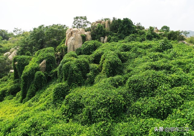 农村姑娘种葛根,农村姑娘承包果园