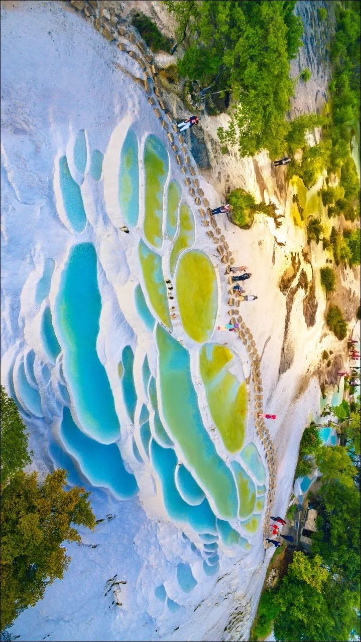 草原上特有的狼毒花,香格里拉狼毒花在哪里