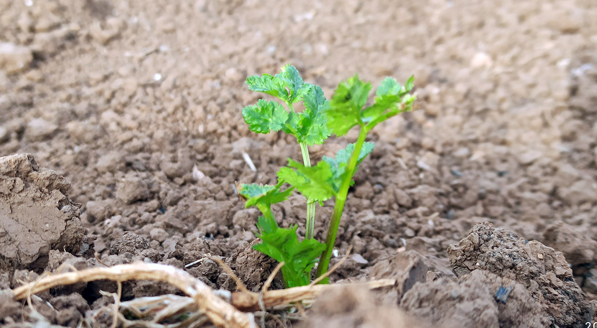 上山采蘼芜是什么体裁的诗歌,上山采蘼芜是汉乐府民歌吗