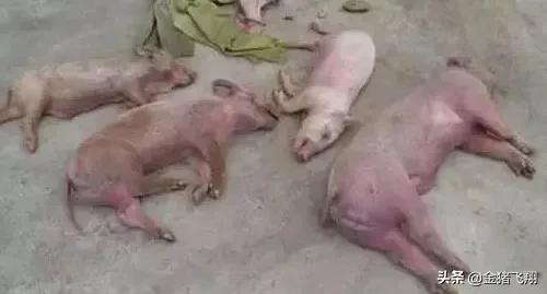 蓝耳病猪的主要症状图片,猪蓝耳病症状及解剖分析情况