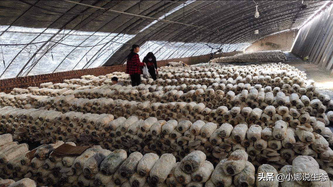 美如画的农场,美如画的生态园