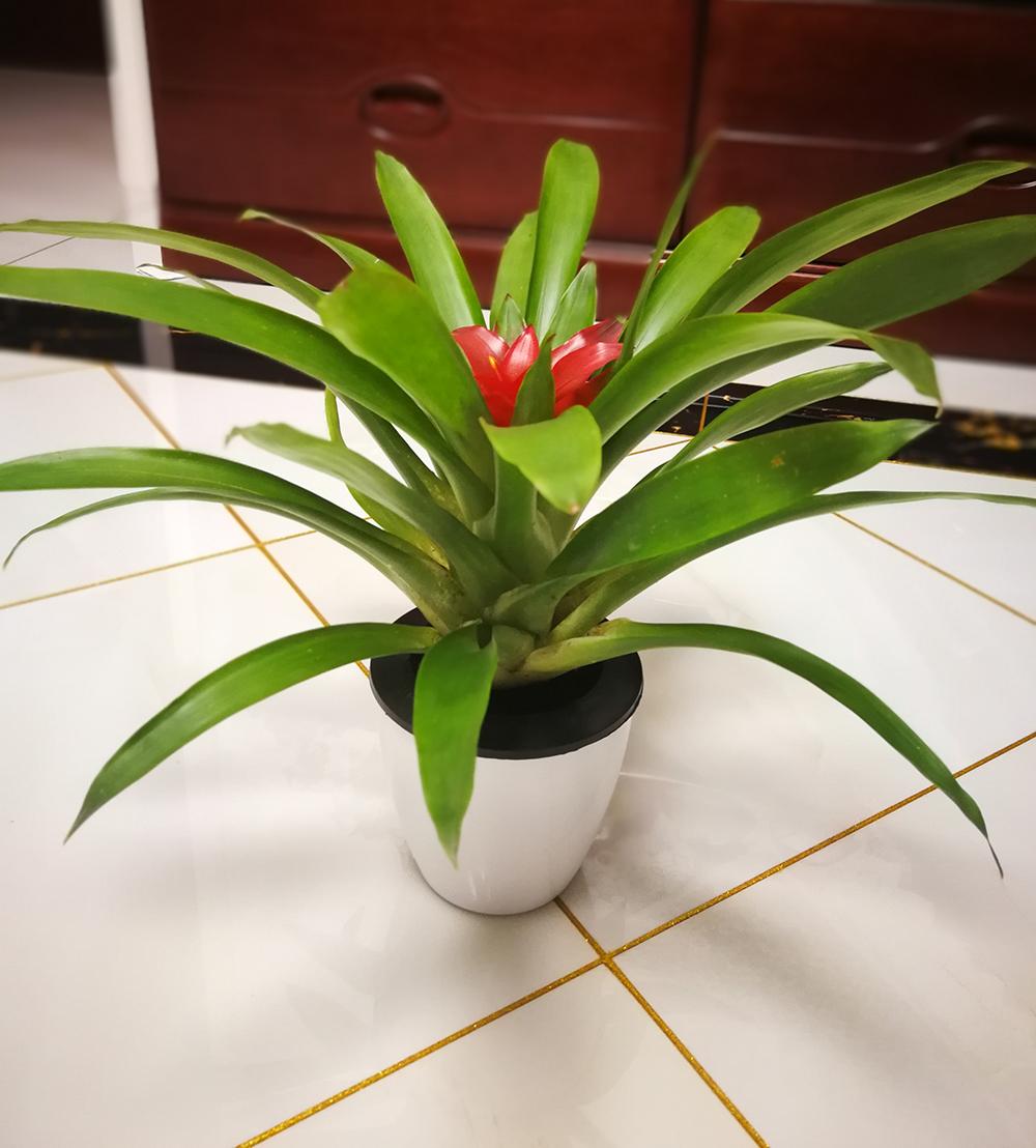 鸿运当头红色的叶子开始发绿,鸿运当头的叶子卷曲养殖方法