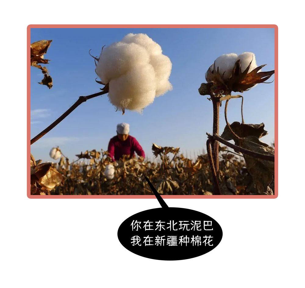 养活大量人口的粮食作物,正宗新疆新棉花大量上市