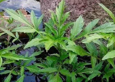 防治杂草最有效的方法,常见十大抗性杂草的除草方案