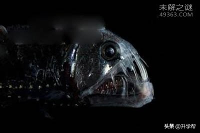世界上最毒的深海怪鱼,深海最可怕的毒蛇鱼