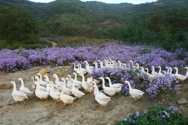 守好绿水换来金山银山,守好绿水青山释放红利