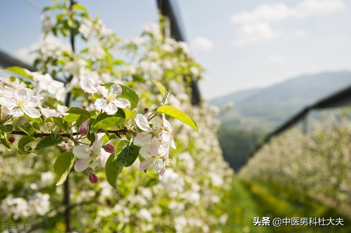 心脾两虚气血不足是什么原因,心脾两虚气血不足中成药