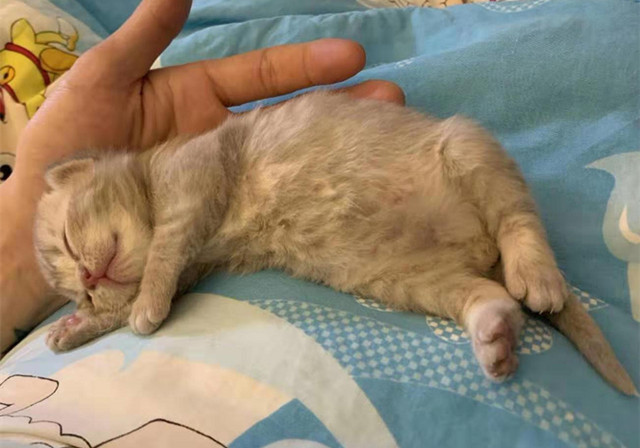 猫咪怀孕以后有什么注意事项,猫咪怀孕后注意事项