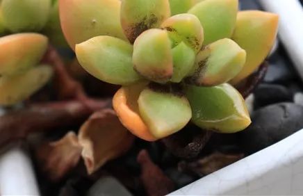 烟煤病多肉治愈后会复发吗,多肉烟煤病可以用虫虫净吗