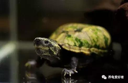 硝化菌粉末的激活培养方法,不加硝化菌液多久能培养成功