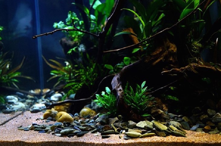 南美水族论坛推荐,南美水草造景论坛