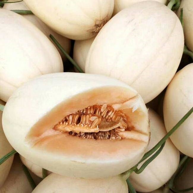 甜脐香瓜的栽培与技术,露地薄皮香瓜栽培技术