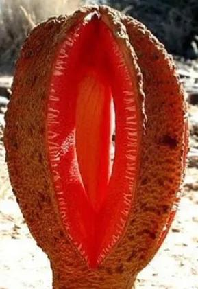 聊斋鬼故事视频模板,聊斋吊死鬼故事全集