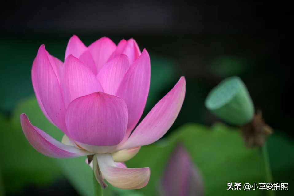 威海羊亭全景图,威海羊亭荷花湾