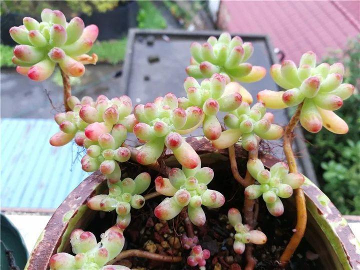 100种常见多肉的养法图片大全,60种好度夏的多肉植物