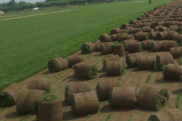 草坪除杂草最厉害是哪种,绿化草坪杂草治理