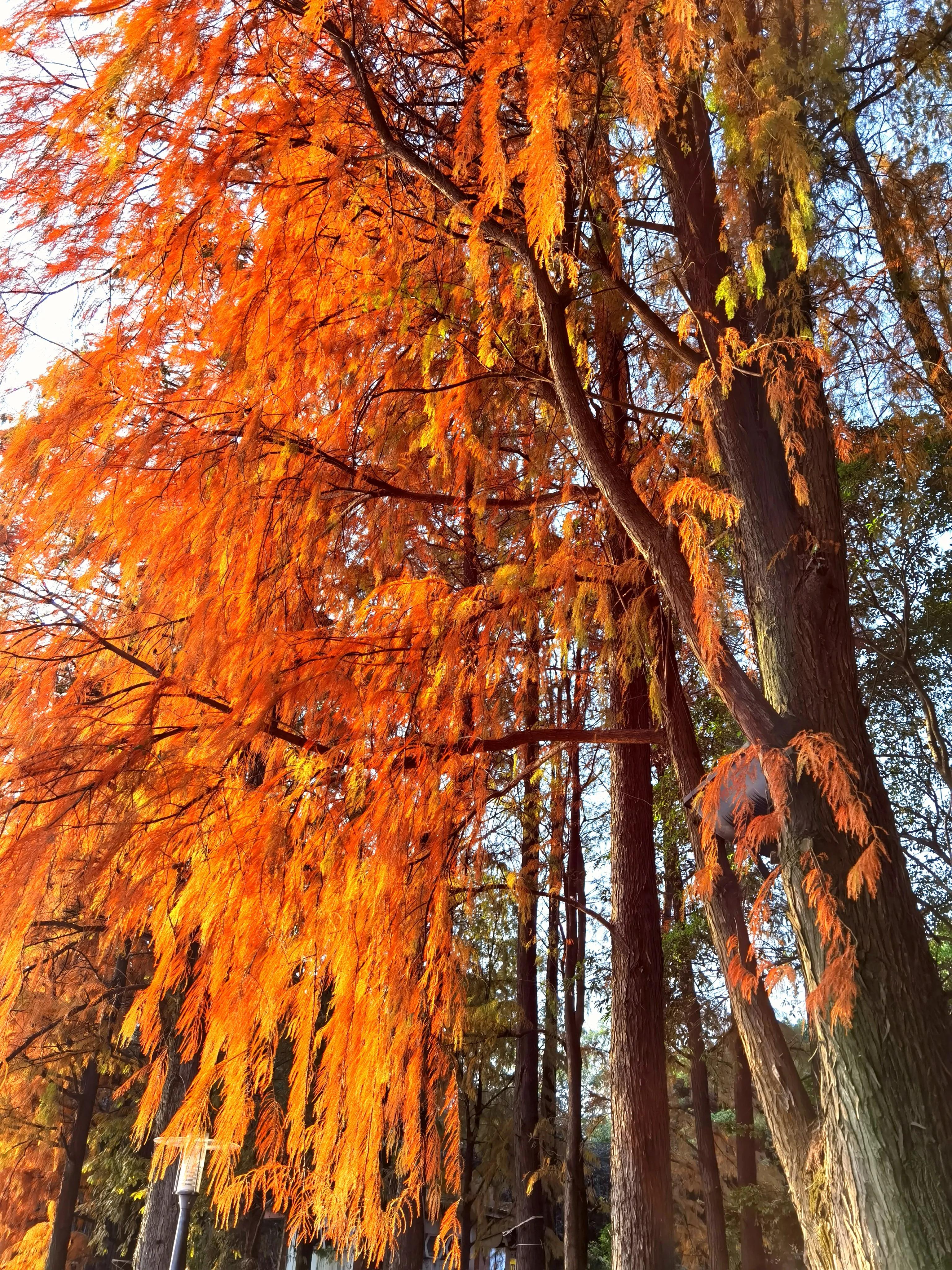 桂林：冬季到桂湖来看景
