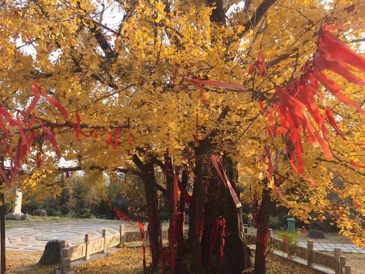 临沭冠山银杏树,临沭冠山道教