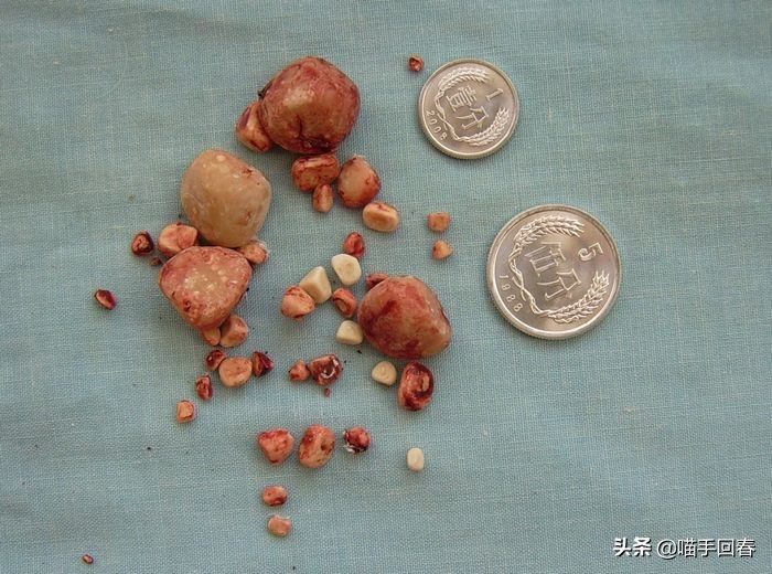 预防猫咪尿结石,如何预防猫咪尿结石