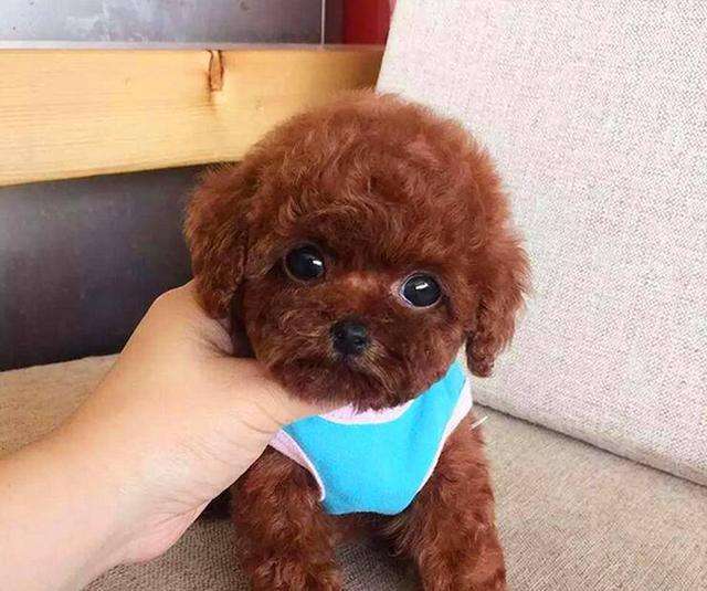 泰迪最讨厌的互动方式,泰迪最讨厌的四种抱法