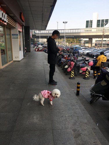 女子遛狗不栓绳导致狗被抓,遛狗不牵绳女人被咬