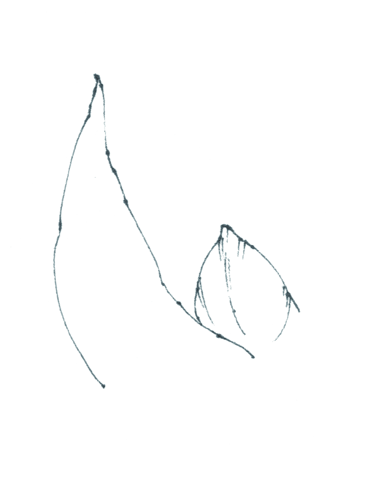 春日写生浪漫樱花,春季樱花写生季