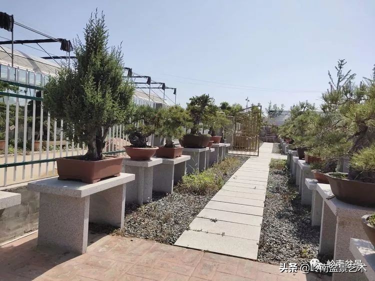 盆景产业的前景,我的盆景创业之路