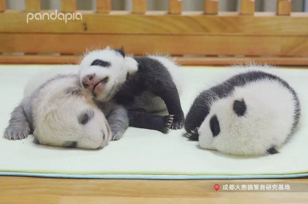 冬天就是要拥抱,冬季拥有温暖的抱枕