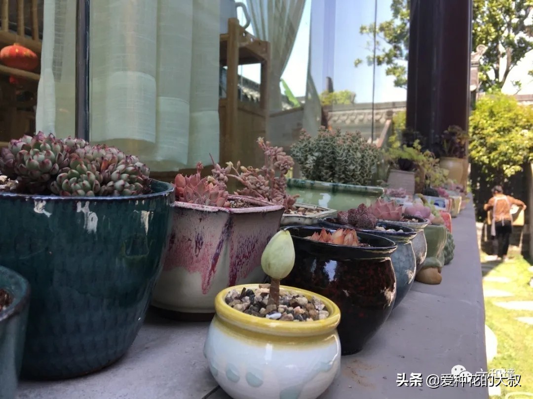 泰州六和境禅意庭院民宿,一院花香