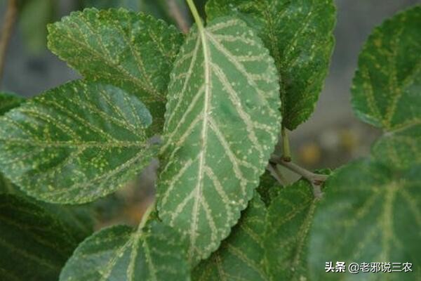 桑树卷叶病防治用的什么药,桑树叶子常见病害有哪些