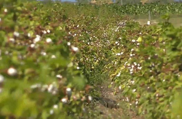 polo衫品牌拉夫劳伦,拉夫劳伦高端男士polo衫