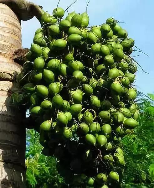 这4种花卉很漂亮花量大观赏度高,20种漂亮花好看不好养