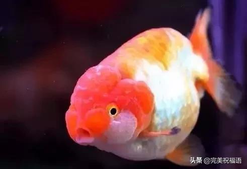 祝大家新年快乐年年有锦鲤,祝大家新年大吉年年有鱼