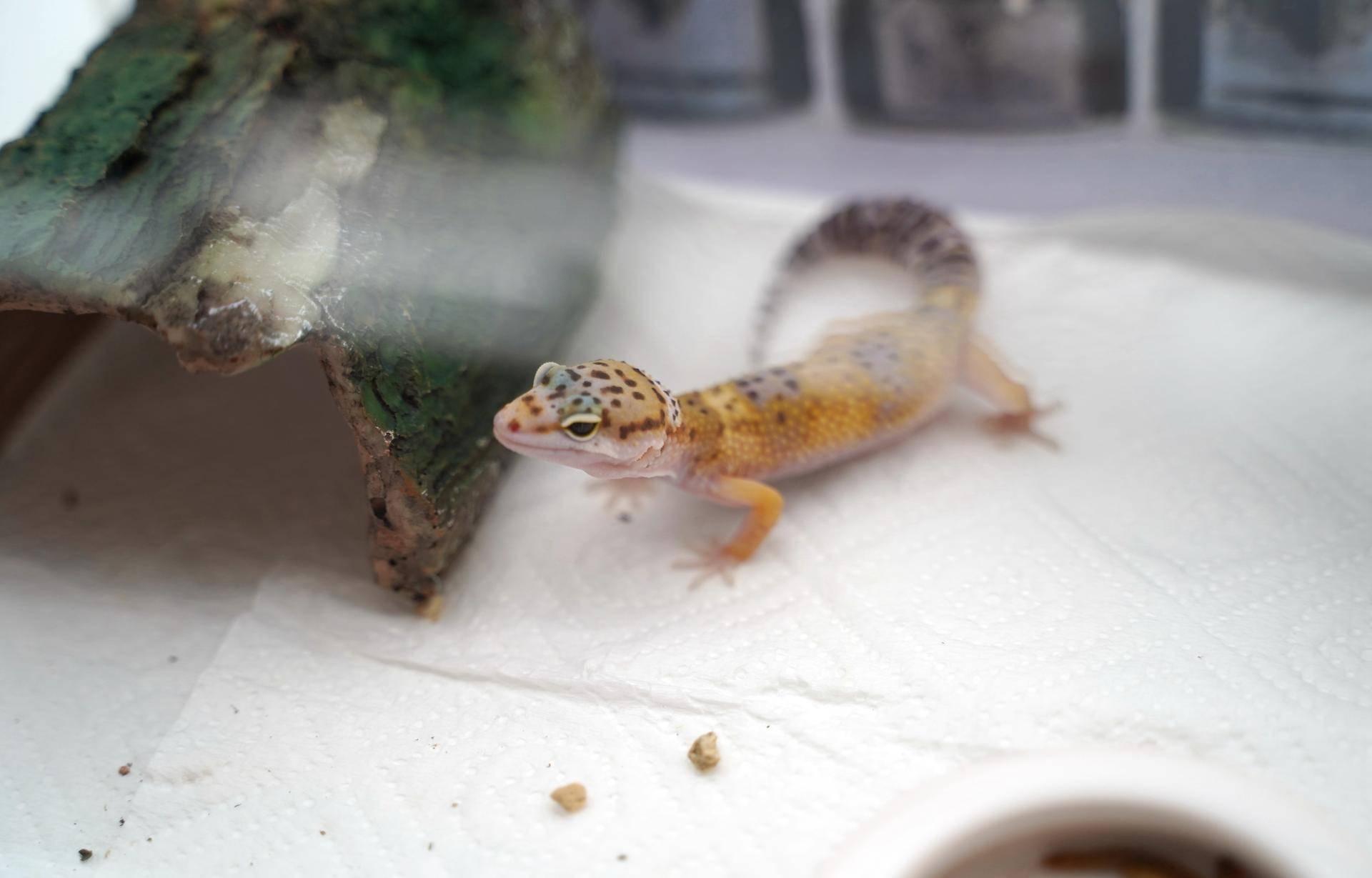 饲养可爱又呆萌傻傻的豹纹守宫,如何饲养好一只豹纹守宫